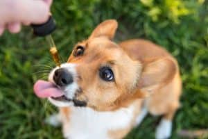 cbd oil for dogs