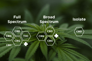 Choose a CBD Gummy