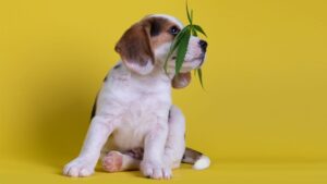 cbd for pets